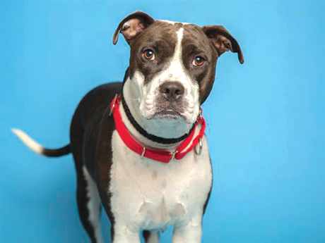 Mae Mae is a sweet, gentle two-year-old American pit bull terrier mix who has been seeking a loving home for a long time (photo courtesy of the Arizona Humane Society).