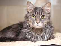 Sweet Millie is a domestic longhair who loves people and has beautiful hair (photo by Arizona Humane Society).