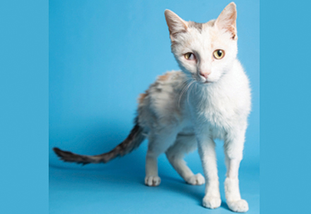 Tara is a 2-year-old, unusual domestic shorthair calico cat, who was discovered with fresh street asphalt on her. She loves napping in people’s laps, eating food around humans and playing with puff balls (photo courtesy of Arizona Humane Society).