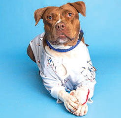 Cury is a sweet, two-year-old American Pit Bull terrier who loves playing in water and having her booty scratched. She is deaf but very skilled at sitting and walking (photo courtesy of the Arizona Humane Society).