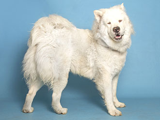 Wonder, a sweet three-year-old Samoyed who is blind and deaf, needs a “fur-ever” home (photo courtesy of the Arizona Humane Society).