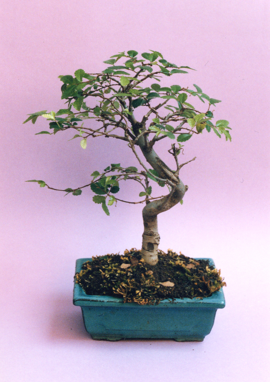 Learn the art of Bonsai care, more