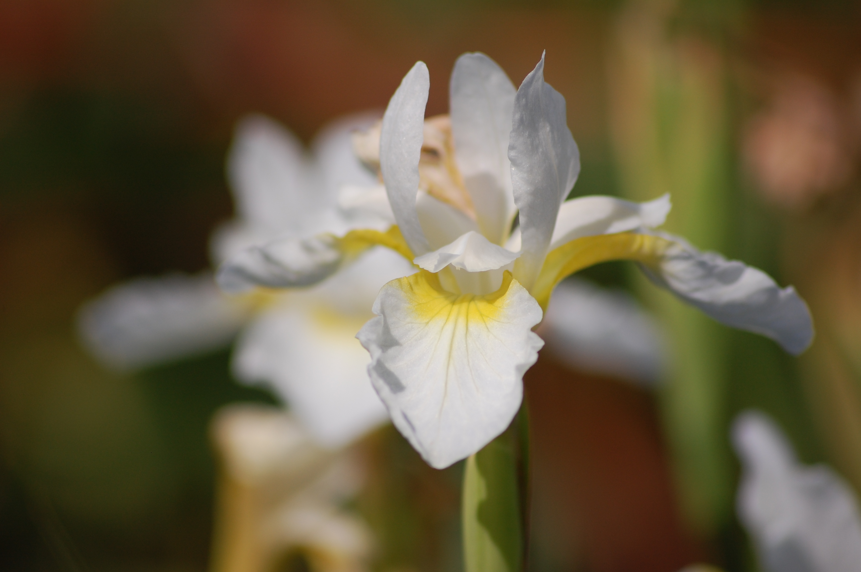 Get great deals on spring irises
