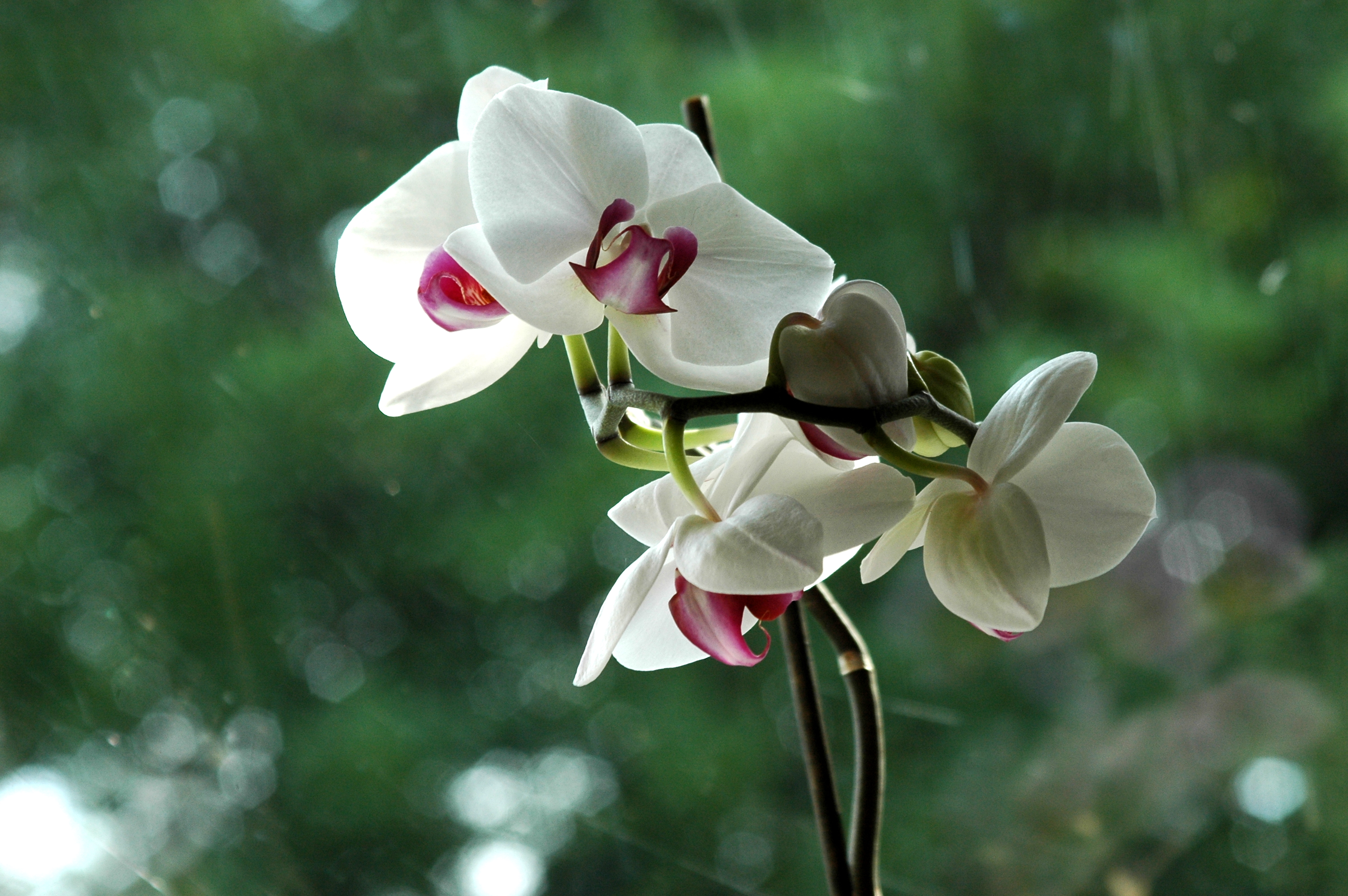 Learn how to grow, care for orchids