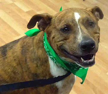 Pet of the Month: Carlos is the perfect ‘instant dog’ for you