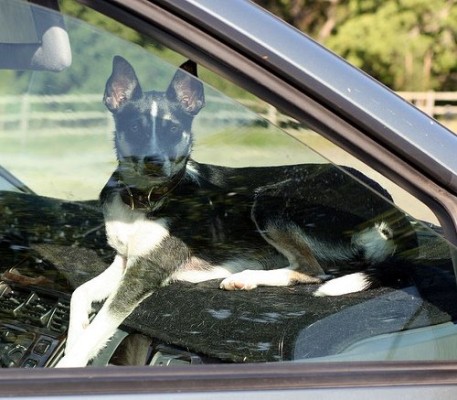  it is against the law to leave an animal in a parked car if injury or death can be a result. 