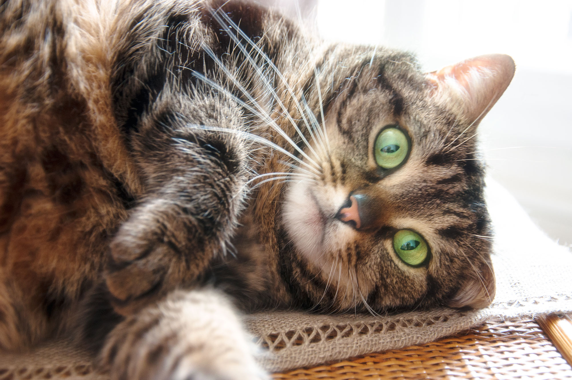 Program ‘fixes’ pet cats for free