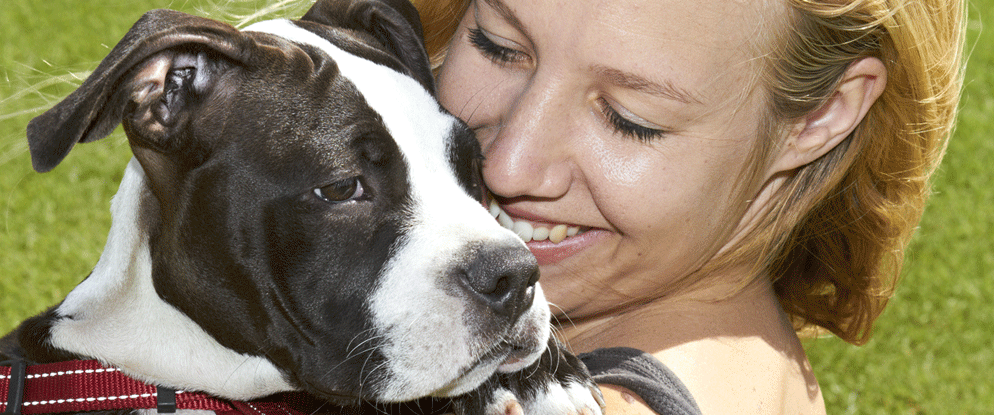 Mapping tool helps reunite pets & owners