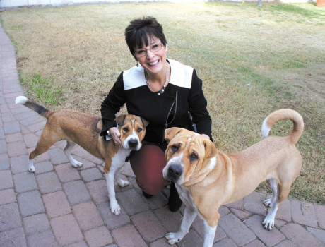 North Central  resident Linda Kuhn’s two Shar-Pei and St. Bernard mixes, Dolly (left) and Domo, made the cover of the 2014 Caring Canines Calendar produced by the AMDA Foundation (photo by Teri Carnicelli).