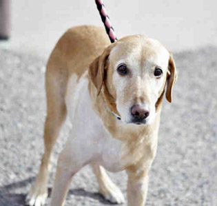 Pet of the Month: Mellow yellow Lab needs a family