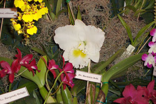 Orchidfest returns to Baker Nursery