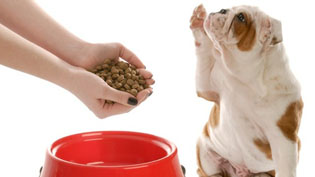 Summer changes for pet food, exercise