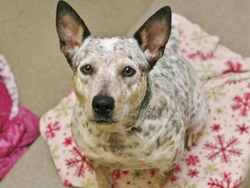 Pet of the Month: Maggie a great fit for an active family