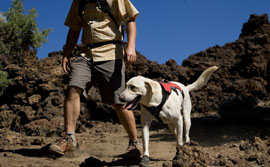 Dog-related programs at park visitor center