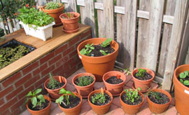 Learn how to garden in containers