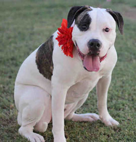 Pet of the Month: Lovable girl is a great companion