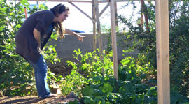 Tiera Allen of Recycled City stands inside a community garden that the company has created on a property at 4th Avenue and Lincoln Street in downtown Phoenix, using compost produced by Recycled City. Allen points out that the okra is just about ready to harvest (photo by Amy Pantea).