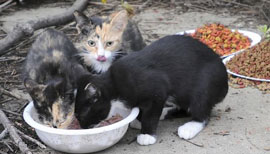 Whether feral or stray, try to help