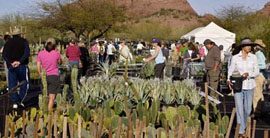Fall plant sale at botanical garden