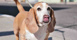 Barthama the Basset hound is full of tricks, provided that you can supply plenty of treats. She is available for adoption at the Arizona Humane Society (submitted photo).