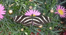 Butterflies on display at botanical garden