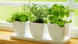 Tips for growing some some herbs, veggies