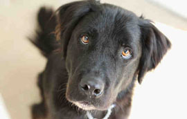 Pet of the Month: This loveable guy is a great companion