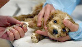 Parvo puppy clinic could save lives