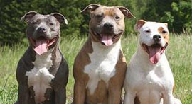 Low-cost spay/neuter surgeries for pits