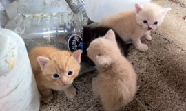 Five ways to aid stray kittens