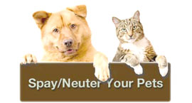 Low-cost spay, neuter