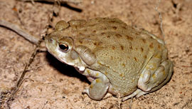 Keep pets away from toxic toads