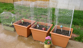 Grow veggies in containers