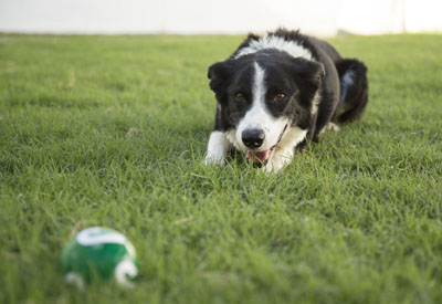 This 12-year-old Border Collie still loves to play fetch and go for long walks. He would love to find an active and playful forever home (submitted photo).
