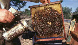 Free program on bee keeping