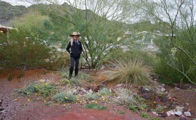 Deborah Tosline converted the grassy yard of her Sunnyslope home to a desert oasis that uses a passive rainwater harvesting system. She has created a DIY guide for others to convert their home landscapes, available for pre-order on her website, www.rainwaterharvestingdiy.com (photo by Teri Carnicelli).