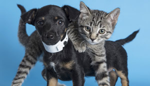 Free spay/neuter surgeries in March