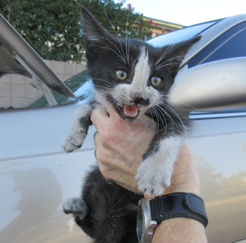 It was quite an adventure for this 9-week-old kitten who was recovered from the engine compartment of a Toyota Camry last month after the driver heard meowing while traveling on a freeway. Now “Camry” is ready for adoption at the Arizona Humane Society (submitted photo).