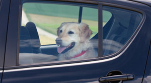 Saving dogs left alone in hot cars