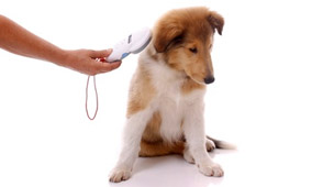 AAWL offers low-cost microchipping