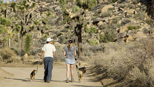 Dogs barred from trails during extreme temps