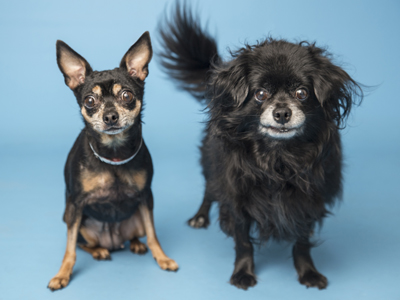 Pet of the Month: Best buddies need a home together
