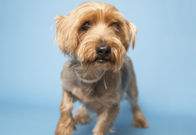 Rescued Yorkie ready for love