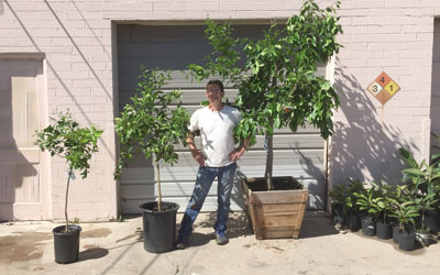 Pop-up nurseries to feature fruit trees