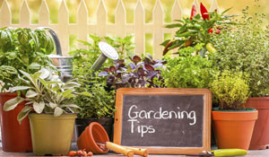 Month-by-month gardening tips