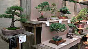 Learn more about the art of Bonsai