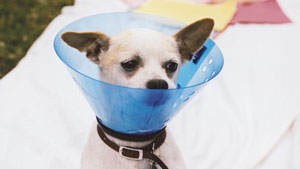 Get your Chihuahua fixed for only $20