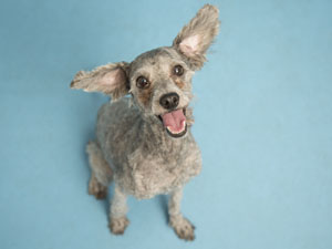 Loveable poodle mix needs home