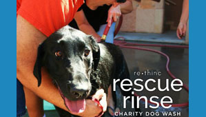 Charity dog wash aids Labrador rescue group