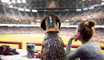 Bring your dog to a D-backs game